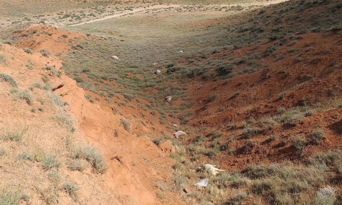 Yozgat’ta kurtların saldırısı sonucu 60 kurbanlık koyun telef oldu