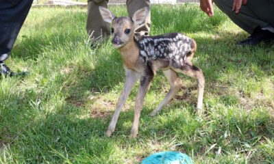 Yozgat’ta yeni doğan yavru karaca bulundu