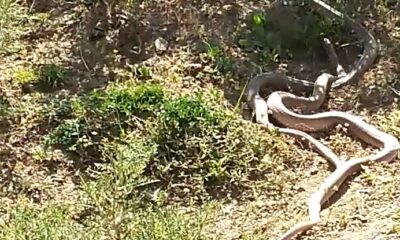 Yüksekova’da 3 metrelik yılanların dansı