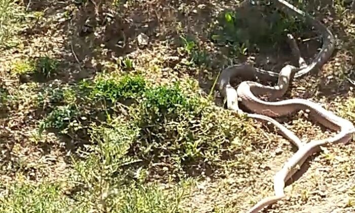 Yüksekova’da 3 metrelik yılanların dansı
