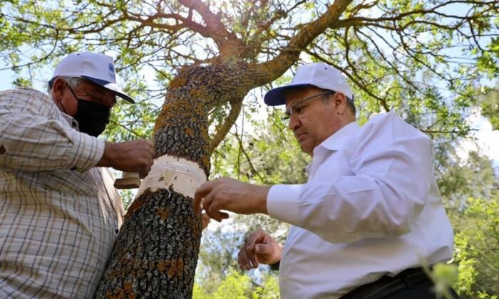 Yunusemre’de 75 bin göz aşı çalışması tamamlandı