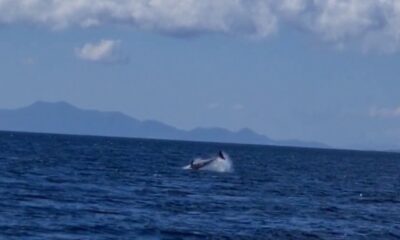 Yunuslar Bodrum’u mesken tuttu