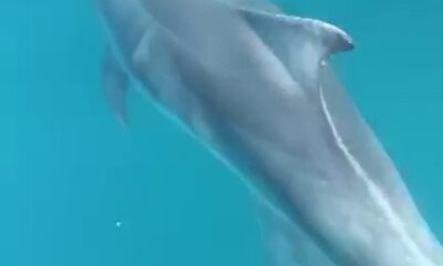 Yunusların tekne ile dansı kamerada