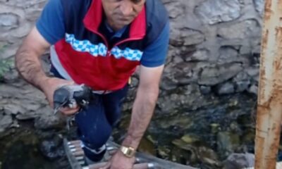 Yuvadan düşen yavru kargayı itfaiye ekibi kurtardı