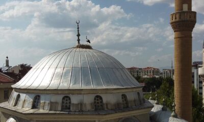 Yuvadan düşen yavru leyleği itfaiye ekipleri kurtardı