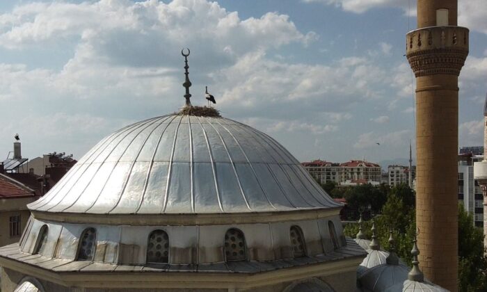 Yuvadan düşen yavru leyleği itfaiye ekipleri kurtardı