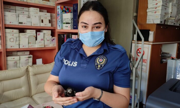 Yuvasından düşen Ebabil kuşu’na polisler sahip çıktı