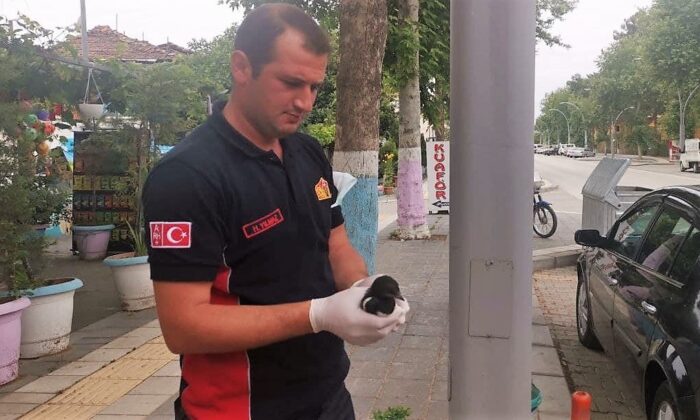 Yuvasından düşen yavru kuş için seferber oldular