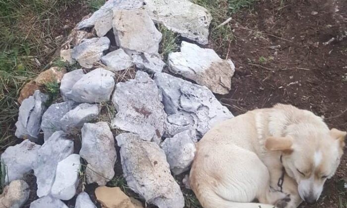 Zehirlenip ölen köpeğin mezarından bir an olsun ayrılmıyor