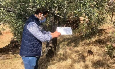 Zeytin güvesi ile mücadele başladı