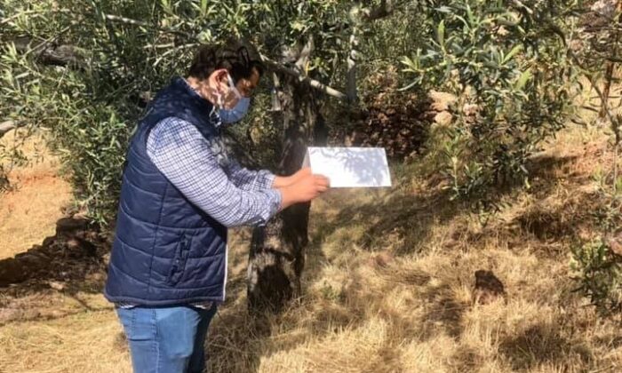 Zeytin güvesi ile mücadele başladı