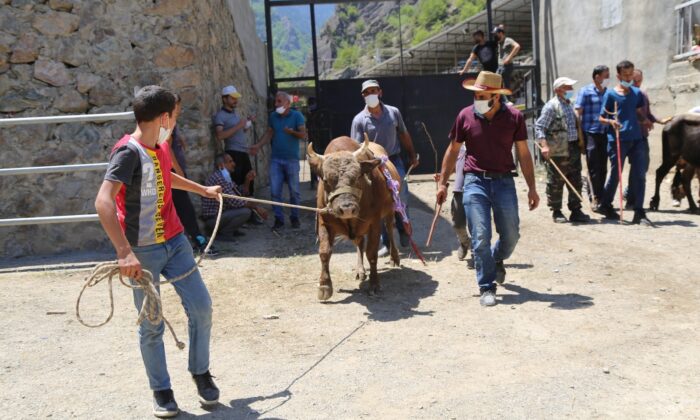 1 yılın aradan sonra Artvin’de boğa güreşleri yeniden yapılmaya başladı