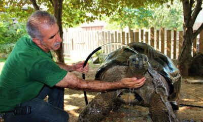 101 yaşındaki kaplumbağaya hortumlu serinlik