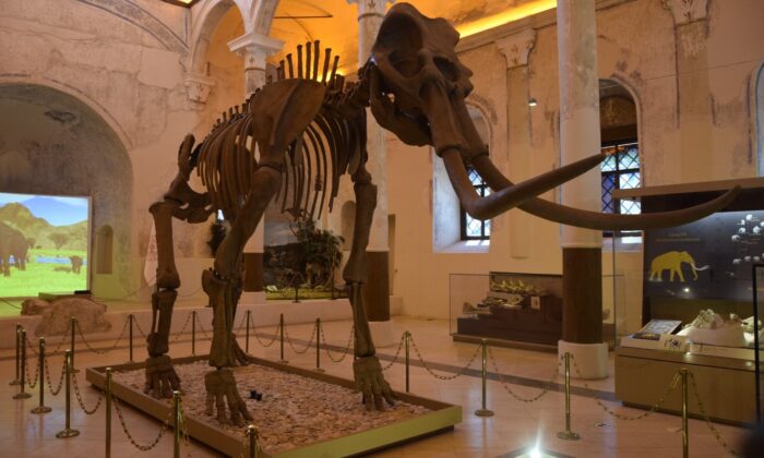 2 milyon yıllık Güney Fili fosilleri Doğa Tarih Müzesi’nde sergileniyor