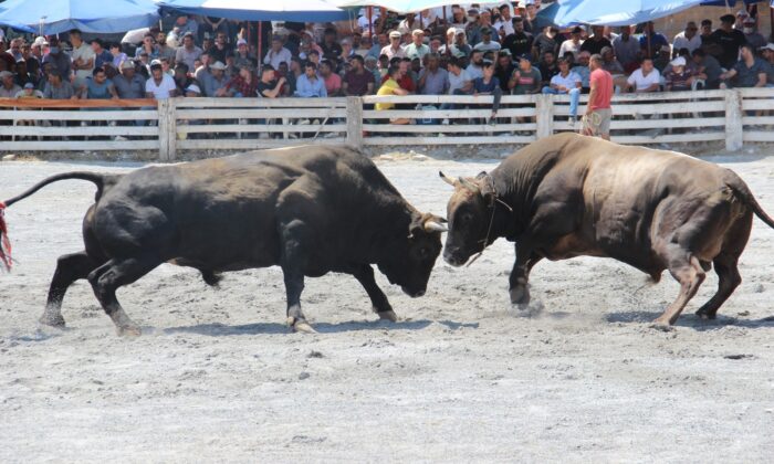 2 yıldır arenaya inemeyen boğalar nefesleri kesti