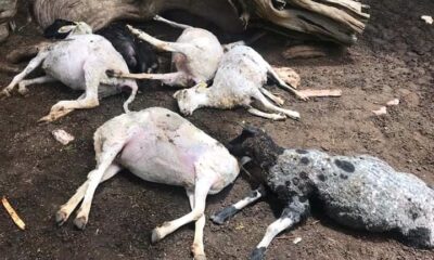 2021 çobanların talihsiz yılı oldu