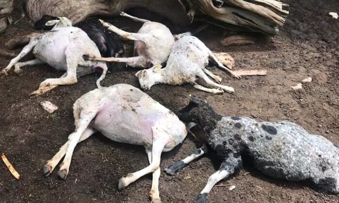 2021 çobanların talihsiz yılı oldu