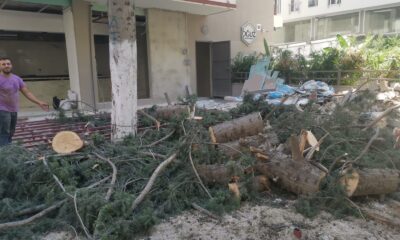 50 yıllık ağaç izinsiz kesildi