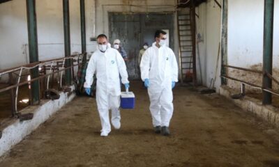 6 ayda 105 bin 472 hayvan aşılandı