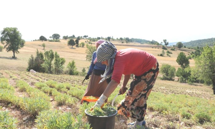 Adaçayı hasadı başladı