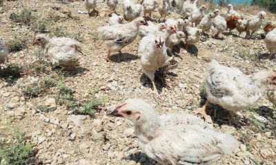 Adana’da 300 civciv ölüme terk edildi