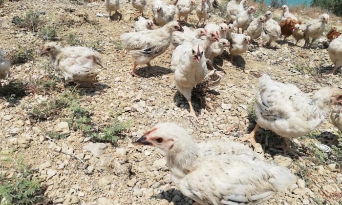 Adana’da 300 civciv ölüme terk edildi