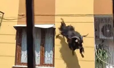 Adana’da kurbanlık keçi çatıdan düştü