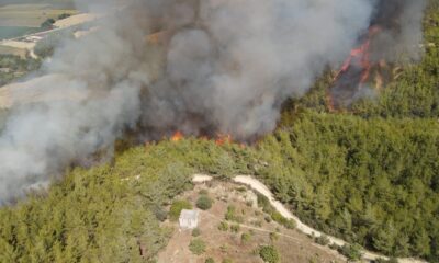 Adana’da orman yangını
