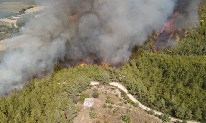 Adana’da orman yangını