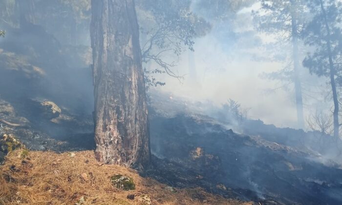 Adana’da orman yangını