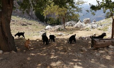 AFAD ekipleri dağda mahsur kalan 4 keçiyi kurtardı