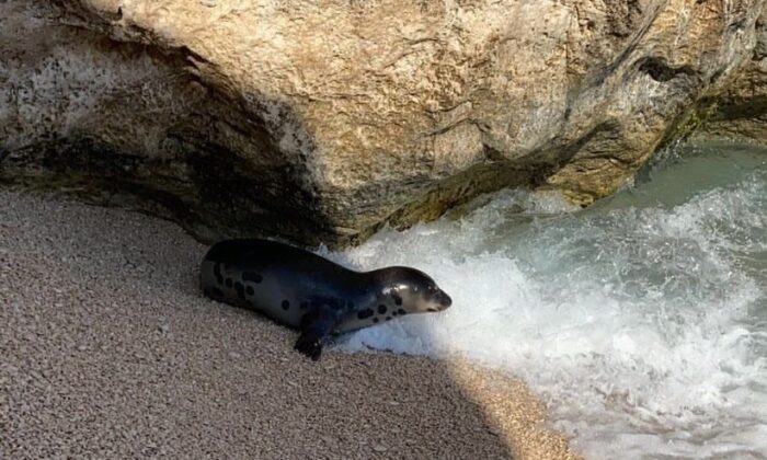Akdeniz fokunun dalgalar arasındaki oyunu