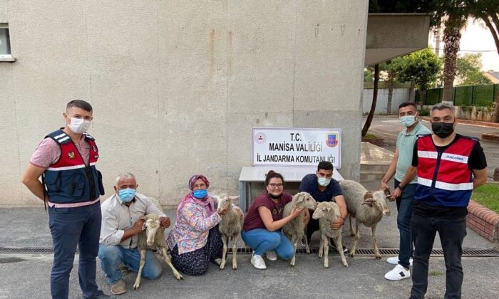 Akhisar’da çalınan koyunlar bulunarak sahiplerine teslim edildi
