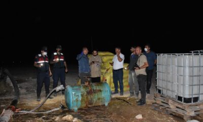 Aksaray’da tarlada biriken suyu içen 164 koyun telef oldu