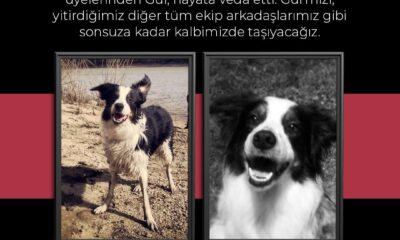 AKUT’un emektar arama köpeği Gui hayatını kaybetti