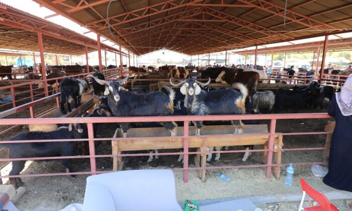 Alanya’da kurbanlık satış ve kesim yerleri belli oldu
