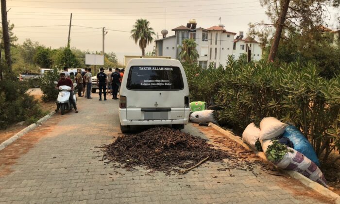 Alanya’da orman nöbetindeki vatandaşlar, keçiboynuzu hırsızlarını yakaladı