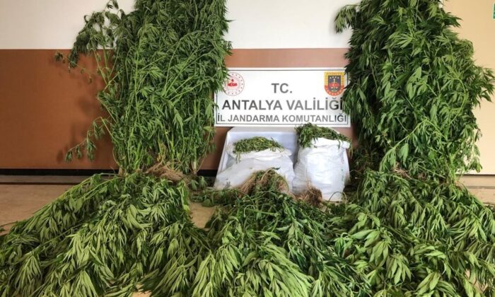 Alanya’da uyuşturucu operasyonu: 21 kilo 300 gram kubar esrar ele geçirildi