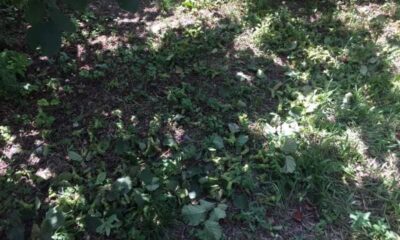 Alaplı’da fındık hırsızları bahçelere dadandı