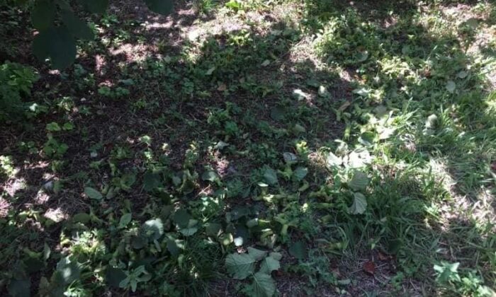 Alaplı’da fındık hırsızları bahçelere dadandı