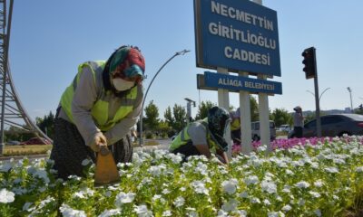 Aliağa mevsimlik çiçeklerle renkleniyor