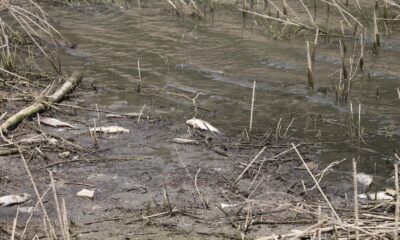 Alibeyköy Barajında korkutan görüntü: Onlarca balık öldü