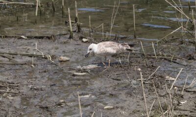 Alibeyköy Barajı’ndaki balık ölümleri ekipleri harekete geçirdi