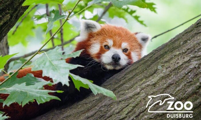 Almanya’da hayvanat bahçesindeki panda kayıplara karıştı
