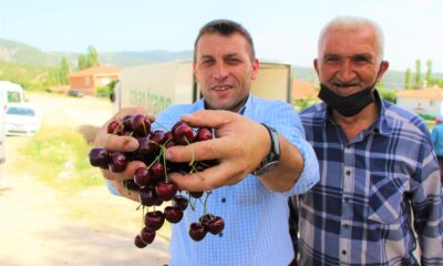 Amasya kirazı Avrupa ve Rusya’da ağızları tatlandırıyor