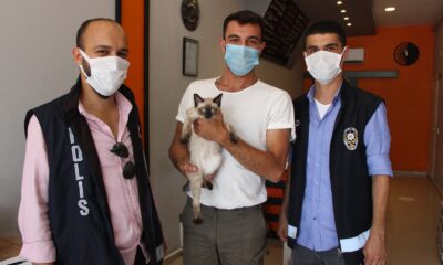 Amasya’da kaybolan kedi Çorum’da bulundu