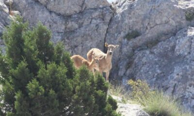 Anadolu yaban koyunlarının ilk yavruları hayata merhaba dedi
