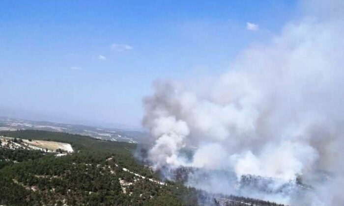 Anız yangını ormanlık alana sıçradı