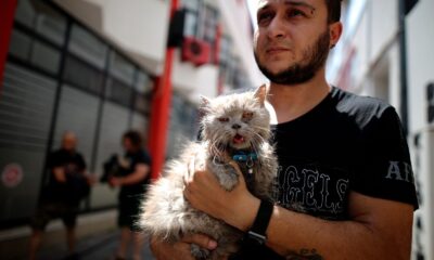 Anne ve 3 yavru kedi yangından böyle kurtarıldı