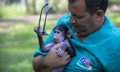 Annesinin reddettiği babun yavrusu özel bakımla hayata tutundu